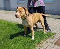 SAMSON