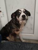 SURI