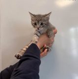 SIMBA