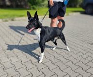 HUGO
