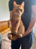 TOM