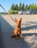 FIFI